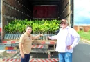 Secretaria de Desenvolvimento Rural de São Julião distribui 6.600 mudas de caju para agricultores do município